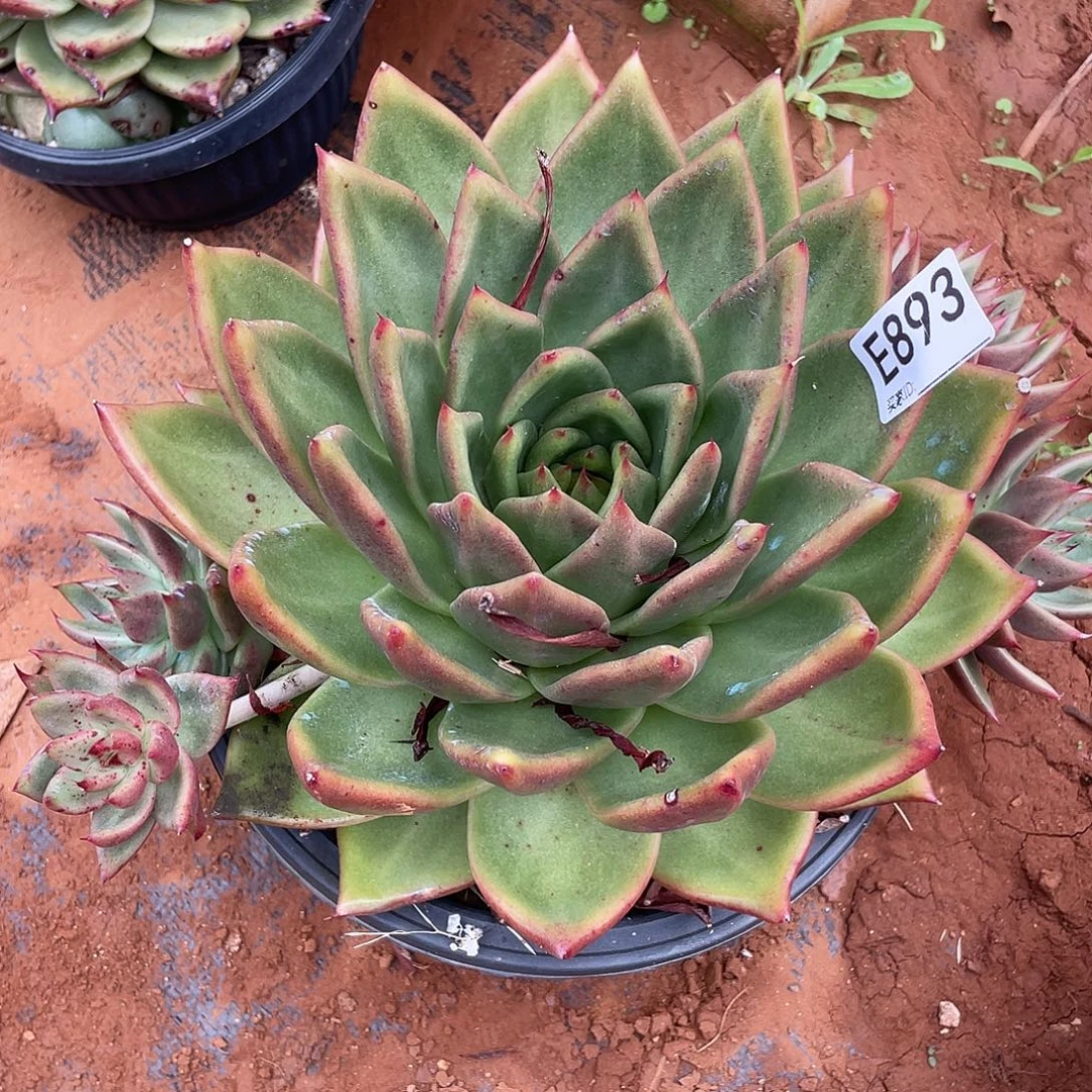 若如东云筐拍E893
