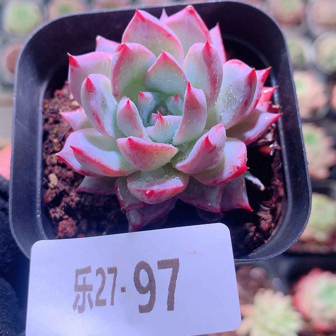 乐然27-97 粉蓝鸟
