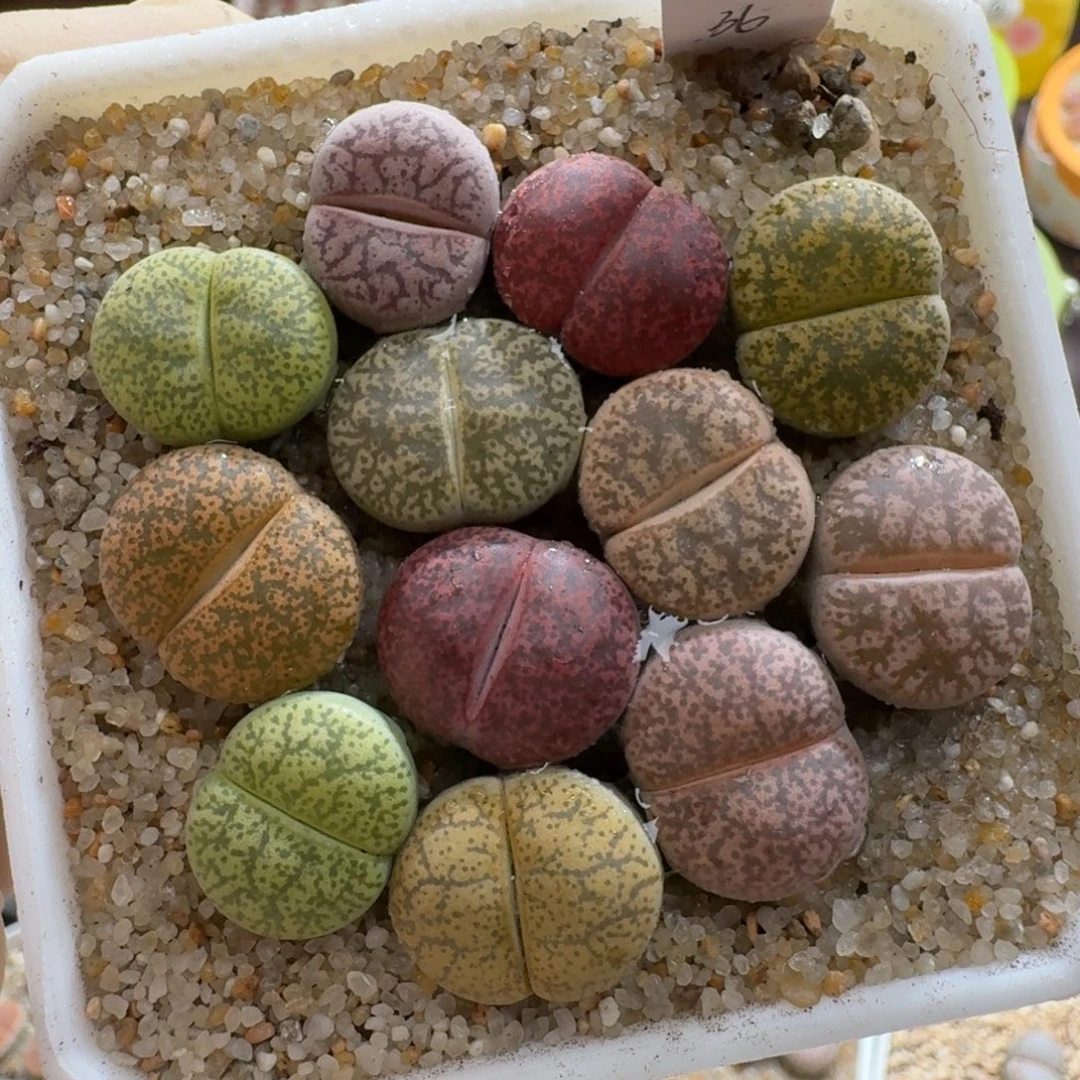 A***z0915-069生石花彩套