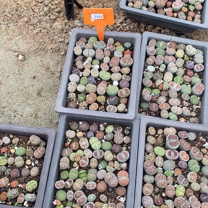 小***子生石花的季节到了2352