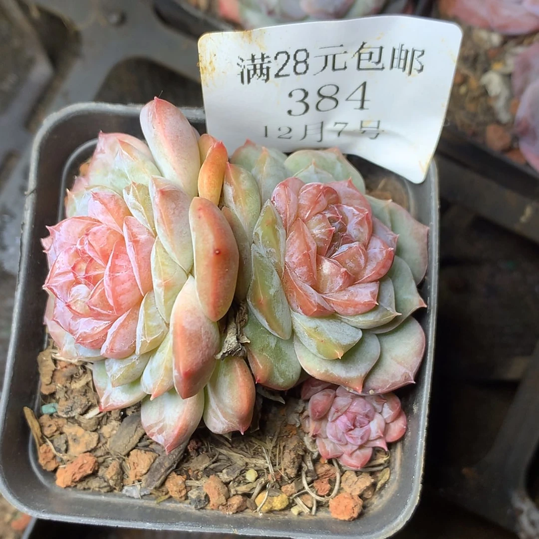 【闪购商品】云384号