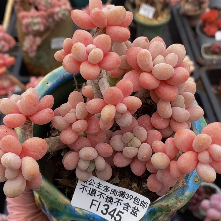 鱼子酱老桩10cm345多肉植物