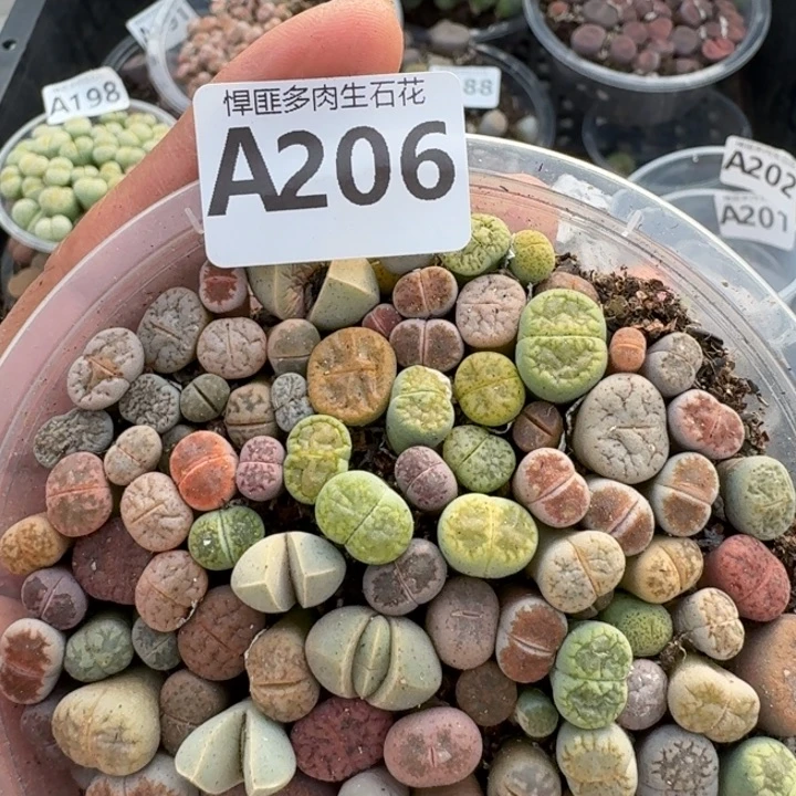 206多肉植物多肉植物