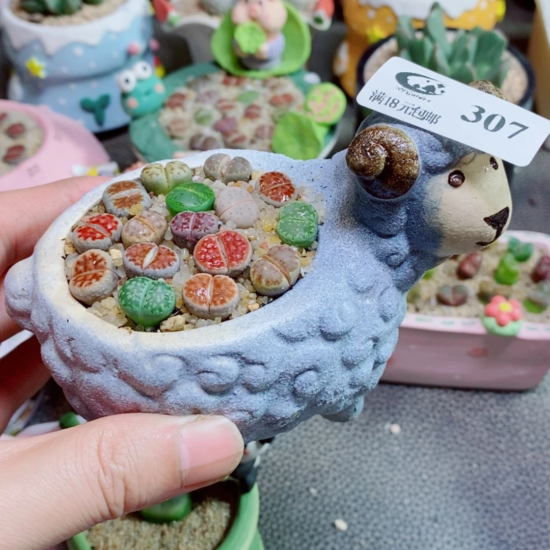 生石花花花花花花花307