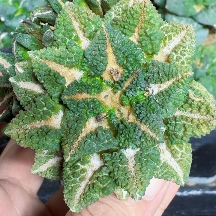 无花朵大尤颗粒黑198
