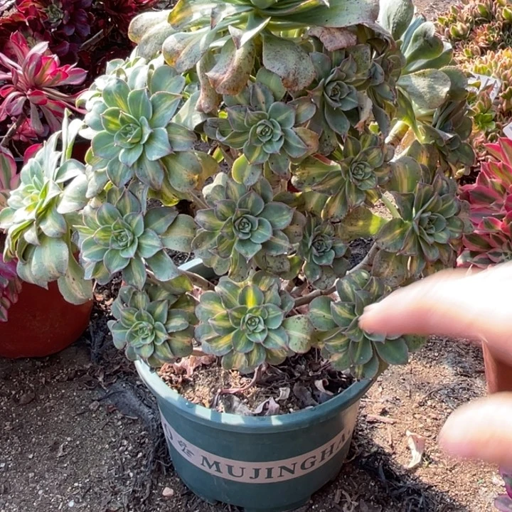 730号黄中斑多肉植物