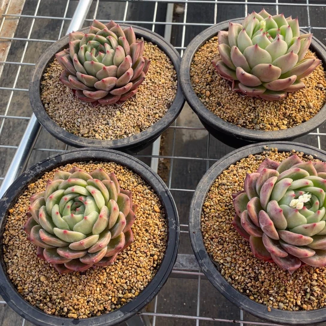 多肉植物香槟一个一组