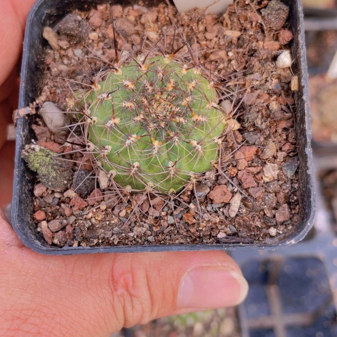 美*豹19往事饿咯肉一斤半条