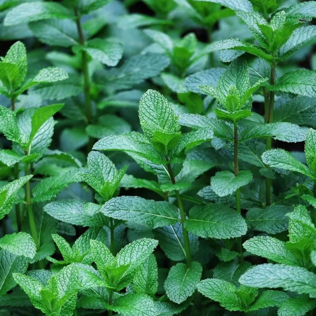 贵州新鲜薄荷炒菜煲汤都可以