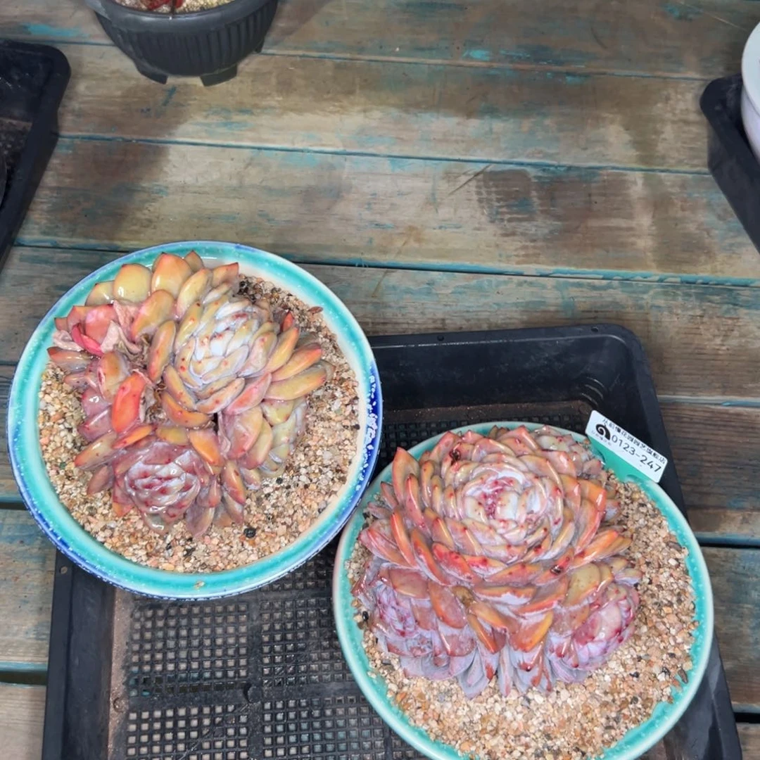 多肉编号0123-247