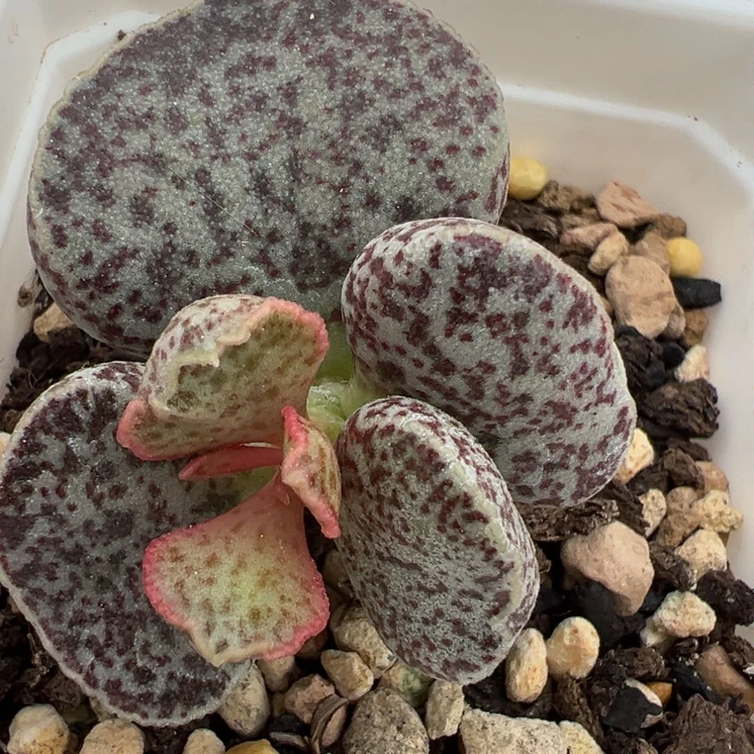 腰子蛋单头纯木质桩