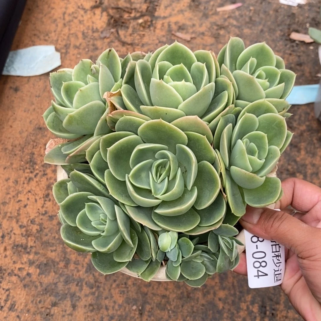 勿秒拍秒退 918-084星娜塔