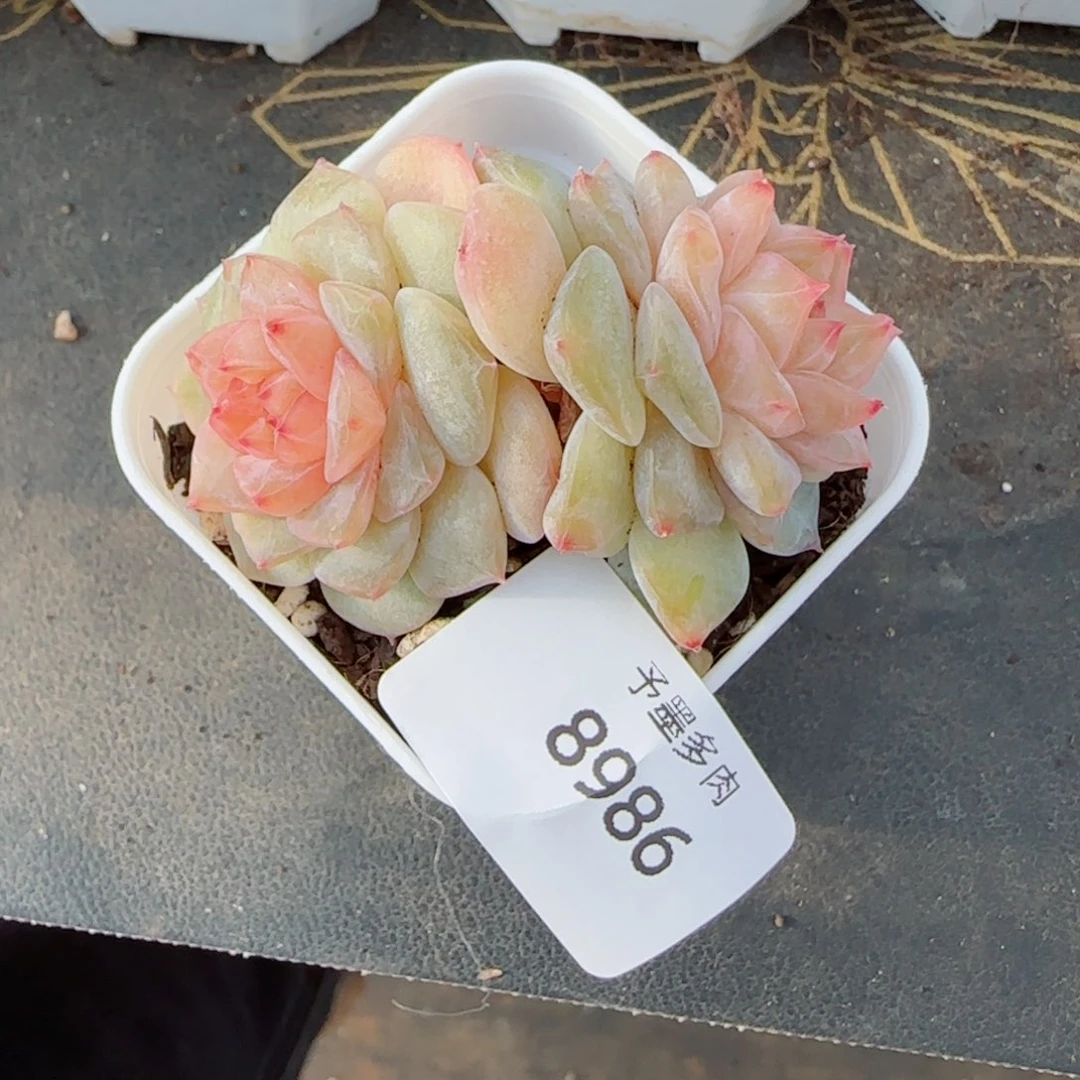 孤品，8986多肉植物