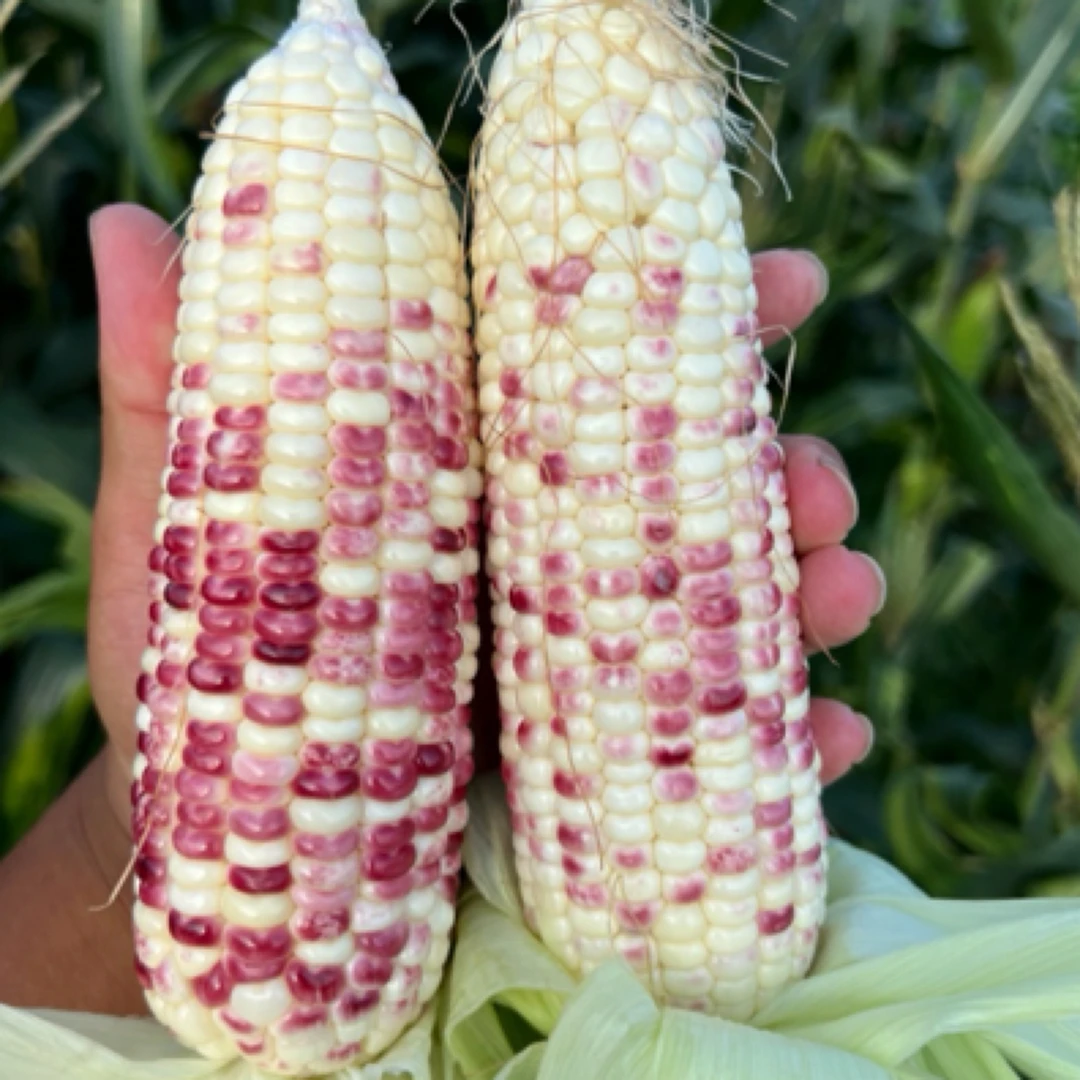 江西新鲜花糯甜玉米甜脆可生吃蒸煮榨汁皆美味