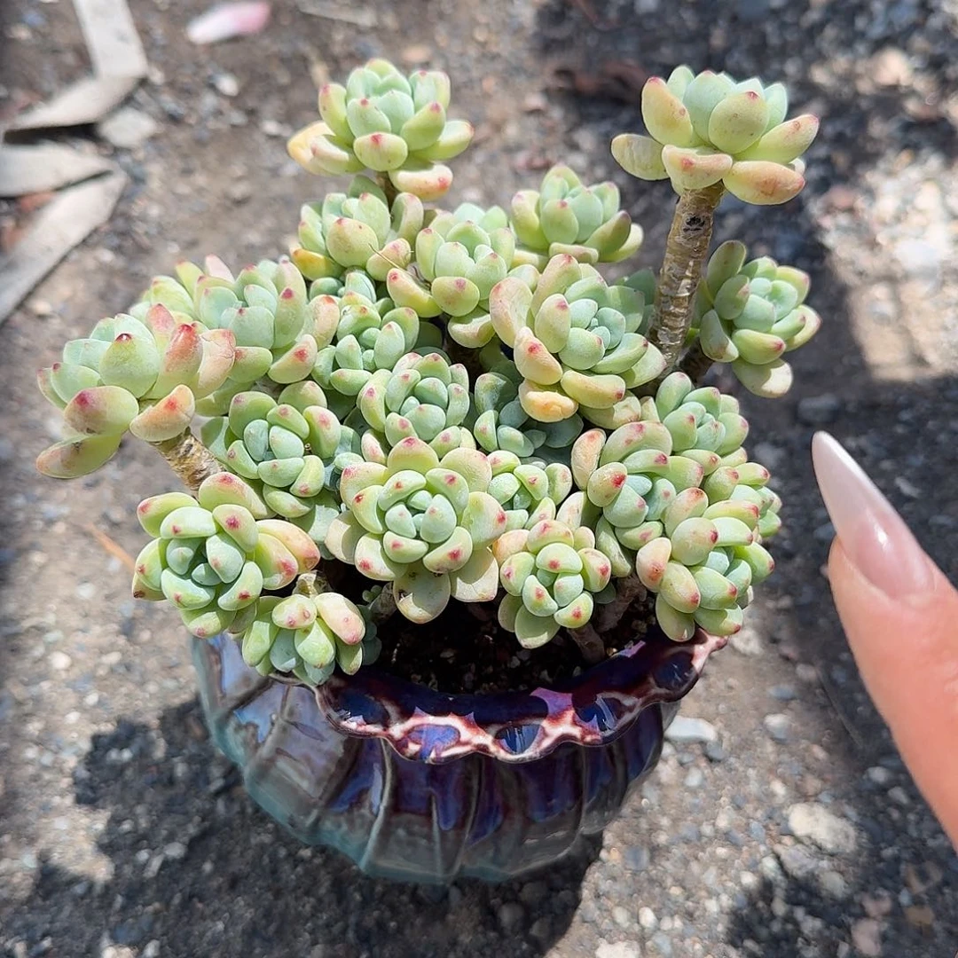 劳尔带盆多肉植物