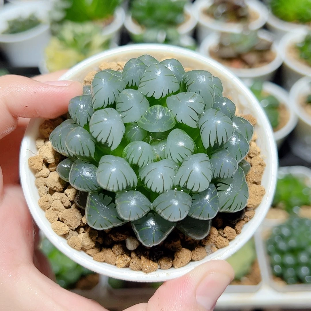 万象盆母本冰灯玉露