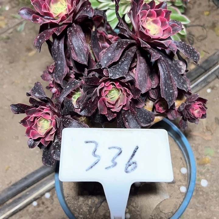 多肉植物美杜莎缀花