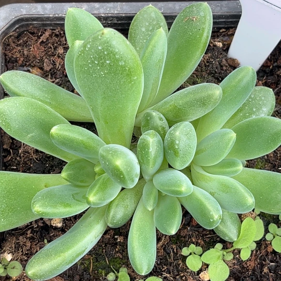四头橙色奇迹多肉植物596