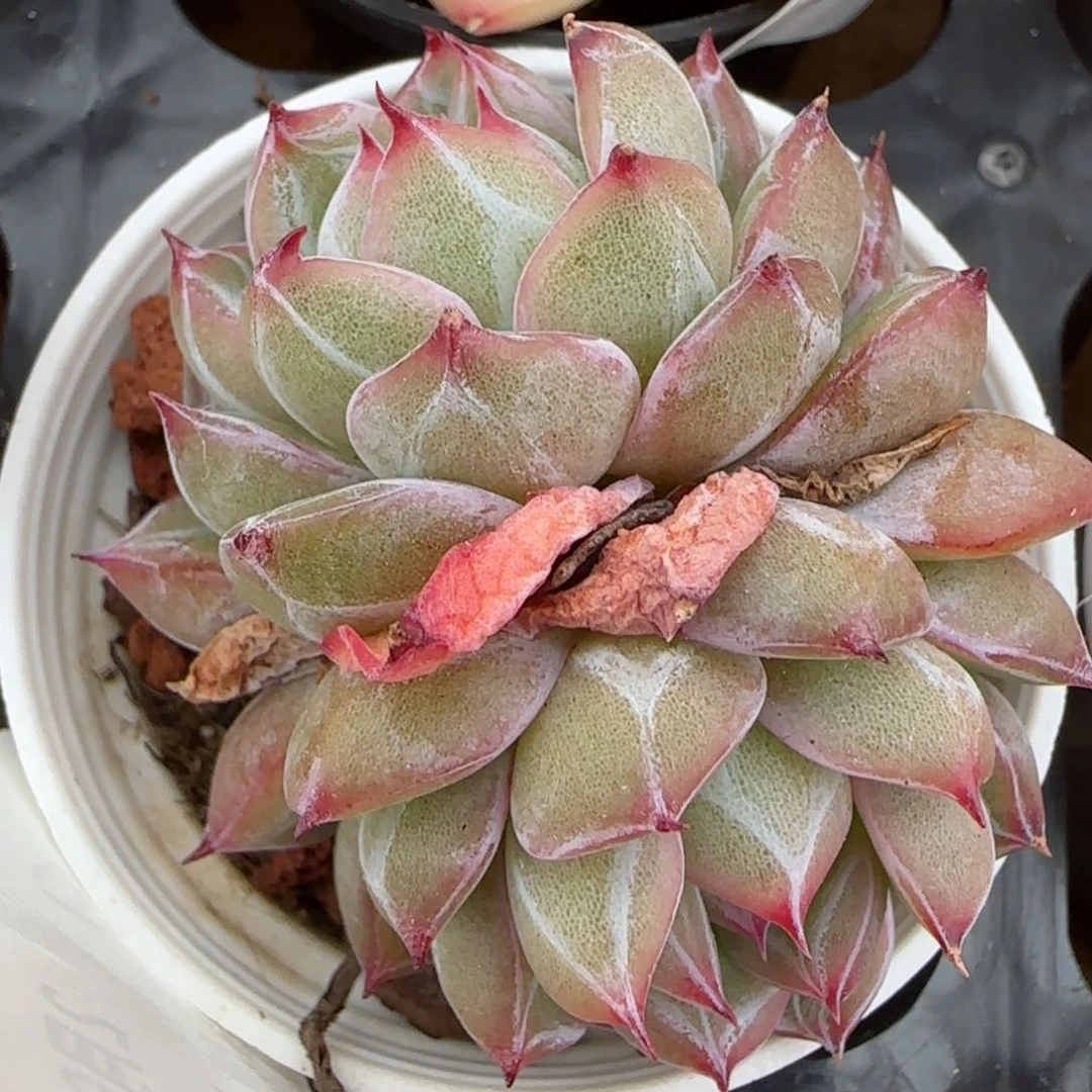 花语逸镜0208-49雪花珍妮