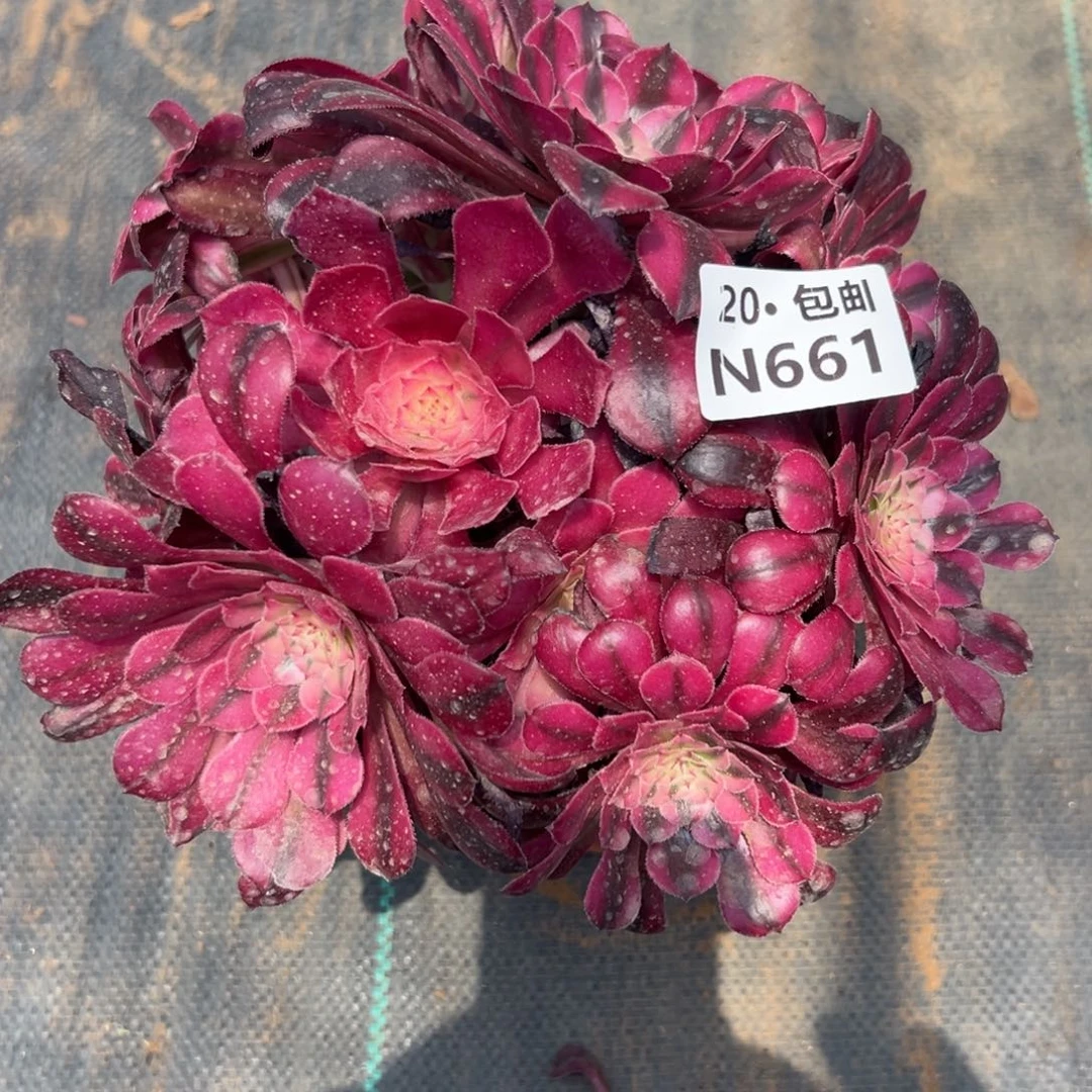 超**贝661红铜白，满20包邮