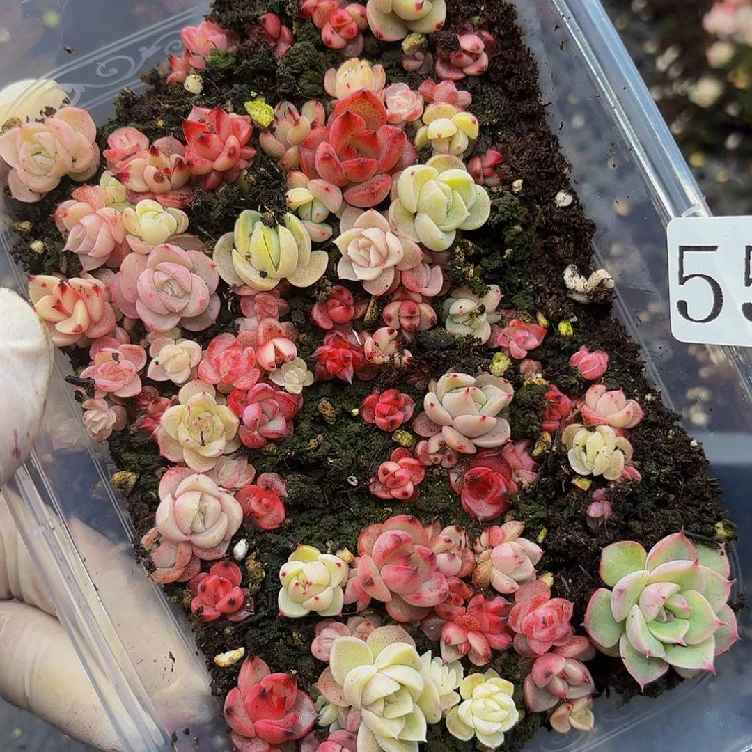 多肉植物多肉植物550