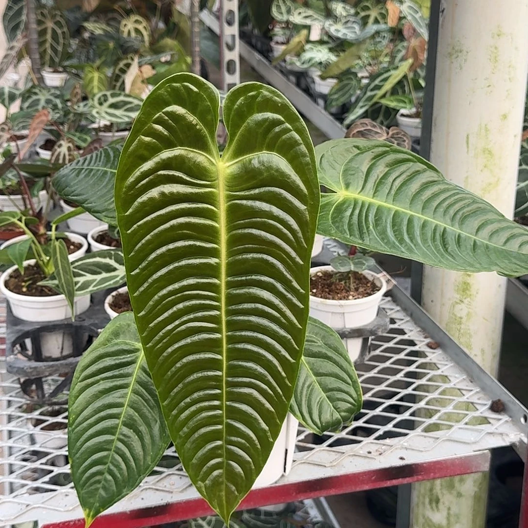 完全开放Z48火鹤王