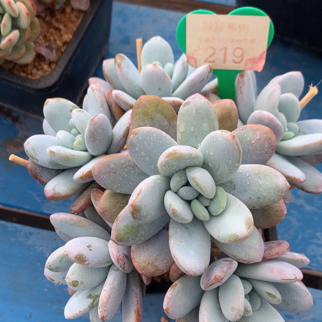 雪美人无砍捧花219
