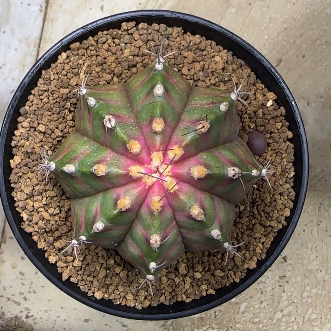 泰系实生粉色轮回