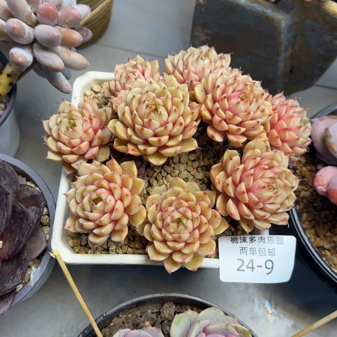 温***你24-9黄金本吧多肉植物