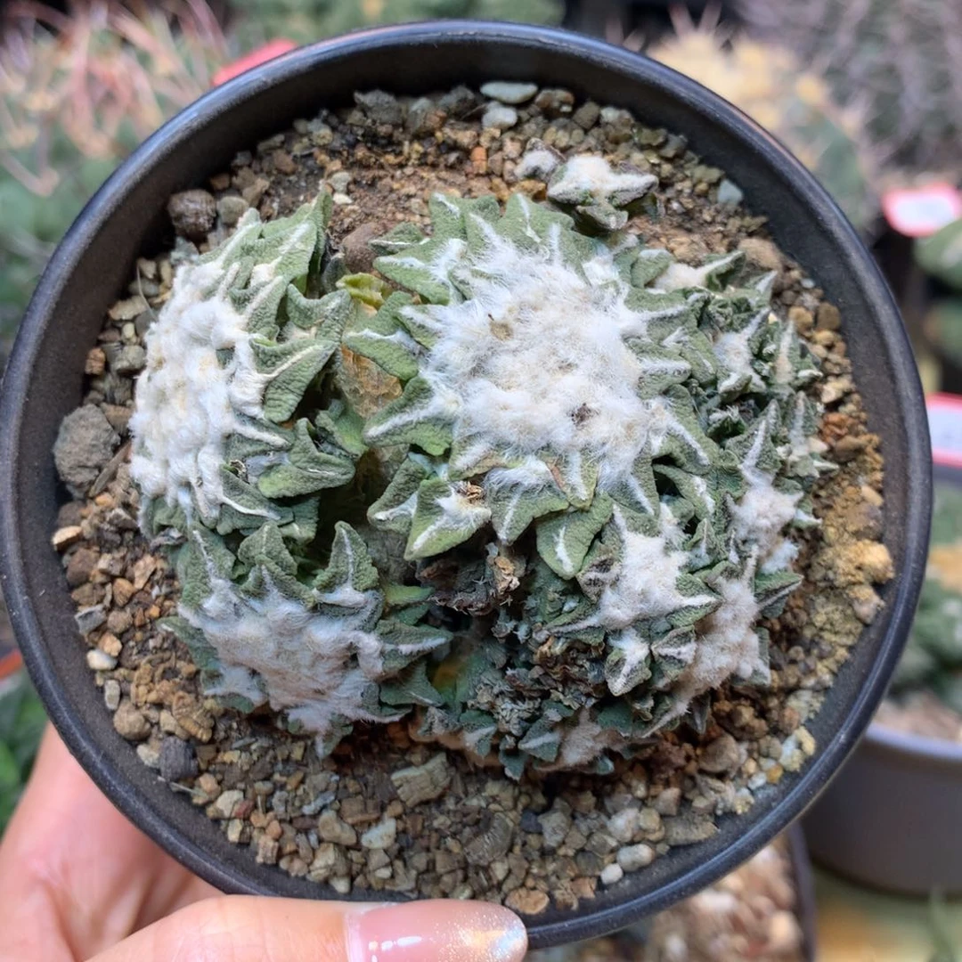 27号 自根黑牡丹群生7.5公分带盆土