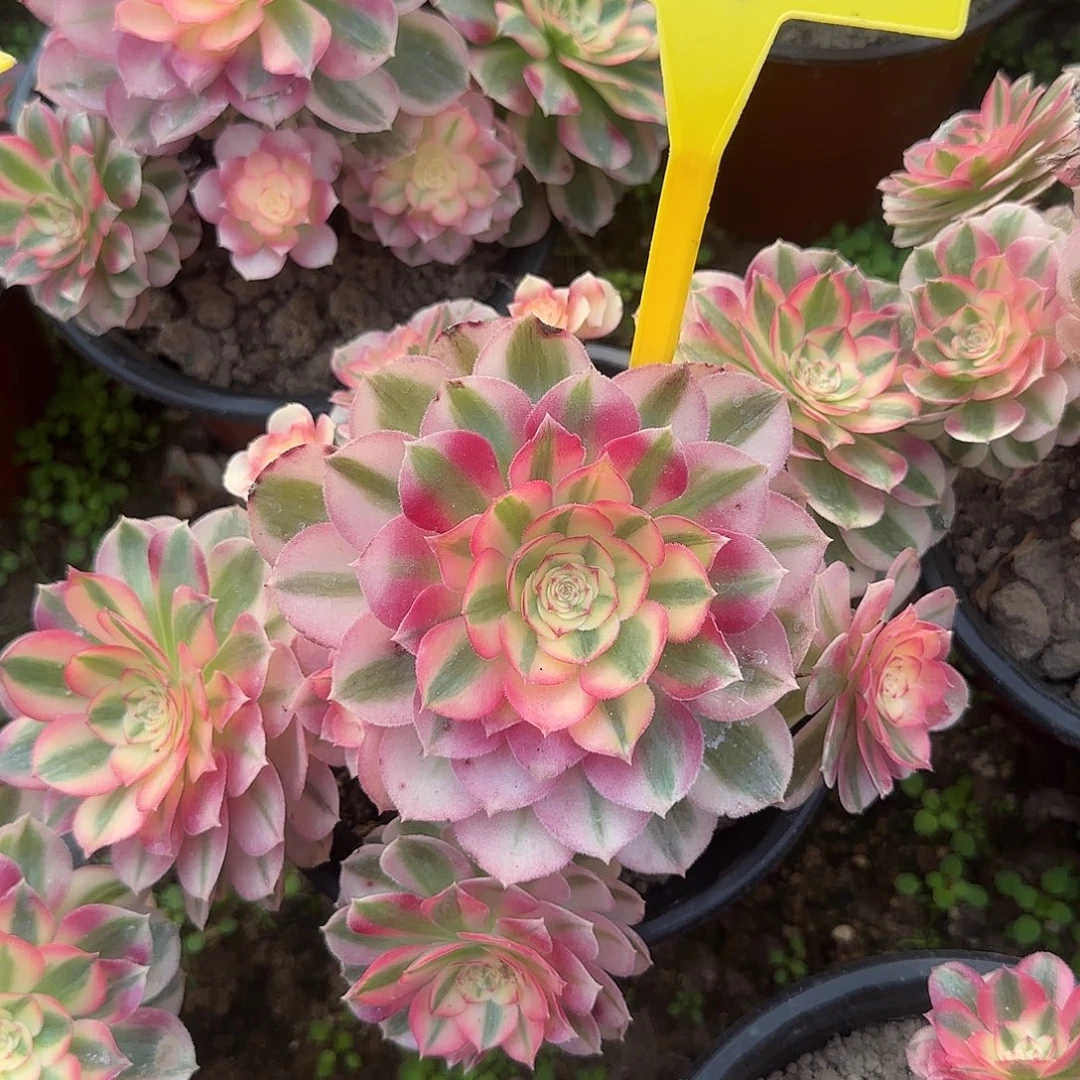 4014--+倾城多头多肉