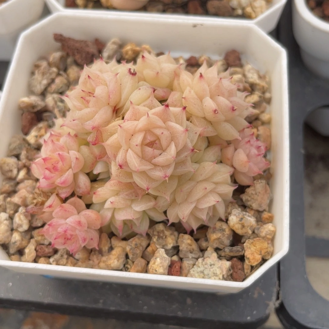 优选麦秆福利1181