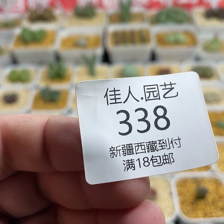 彦****佳人园艺多肉生石花福利款338