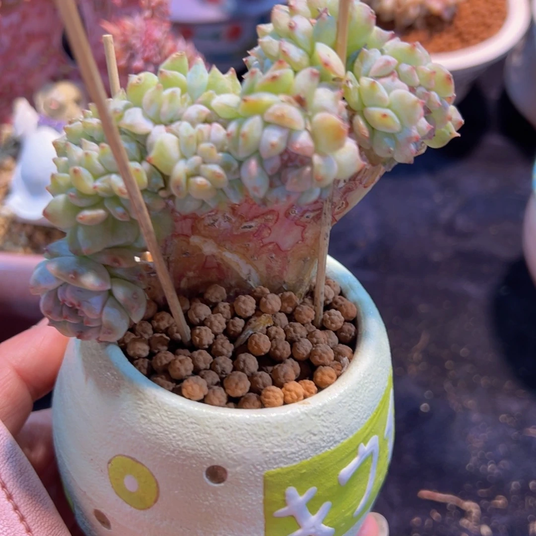 新年快乐啊宝宝们有瑕8888