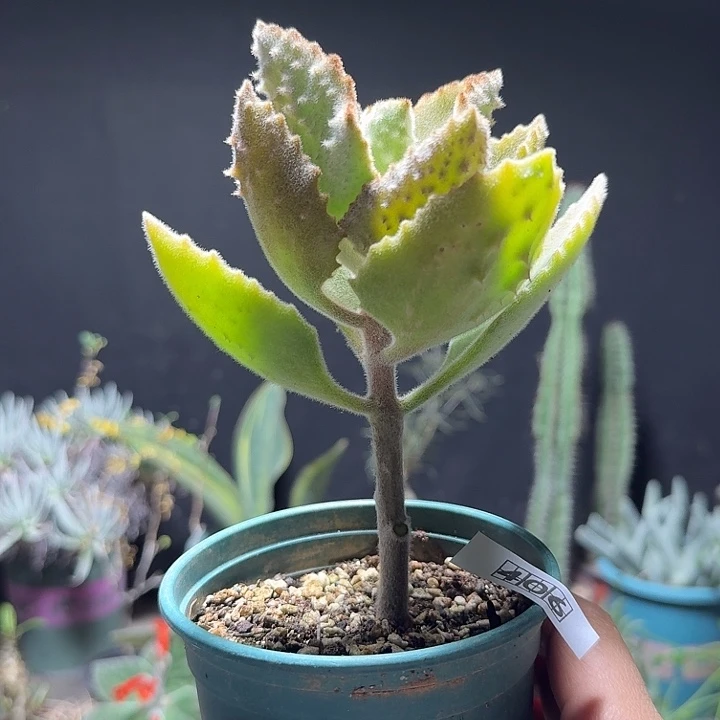 406鹰兔耳脱土发货