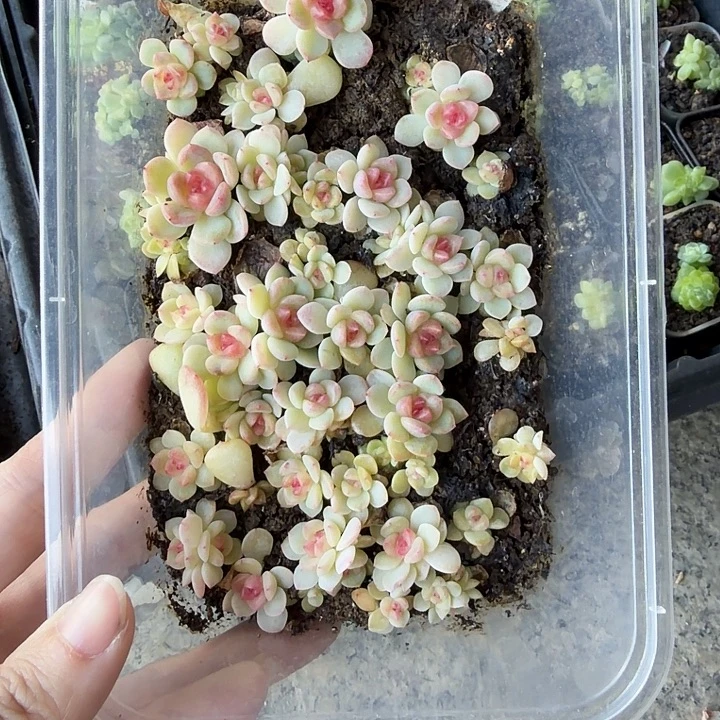飘枝甜心一饭盒切糕