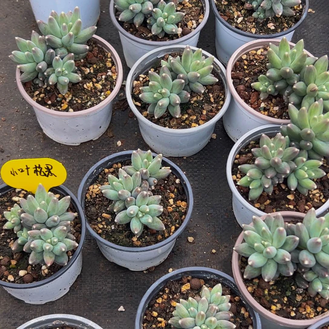 6颗美人系列多肉植物福利双拼