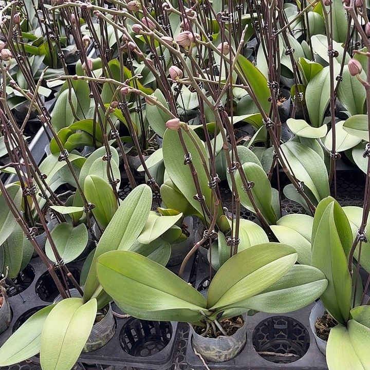 幸***福完全开放五星上将一颗一物一拍