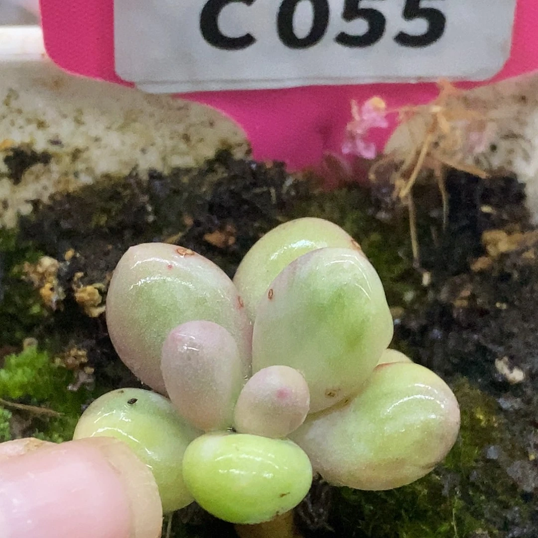 055奶酪哈哈哈哈哈哈哈