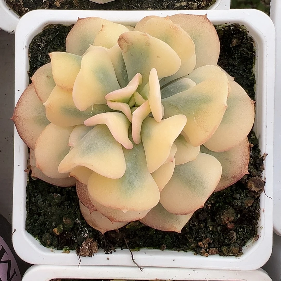 血精灵锦多肉植物