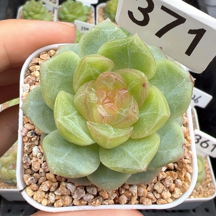 371号无尽灯 晗雨多肉