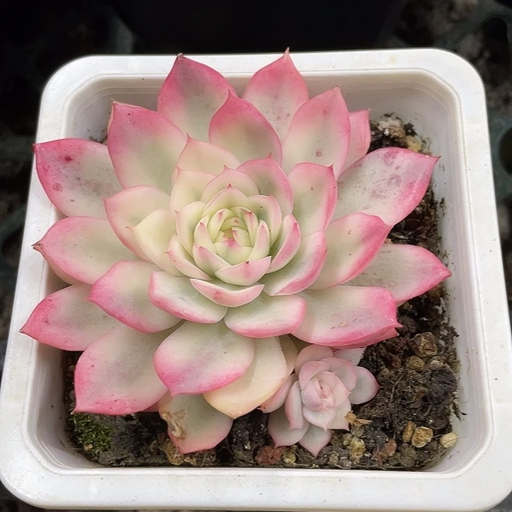 粉水晶锦一物一拍