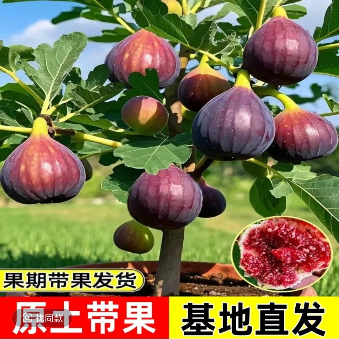 无花果树果苗波姬红特大果带果矮化盆栽四季南方北方当年结果带土