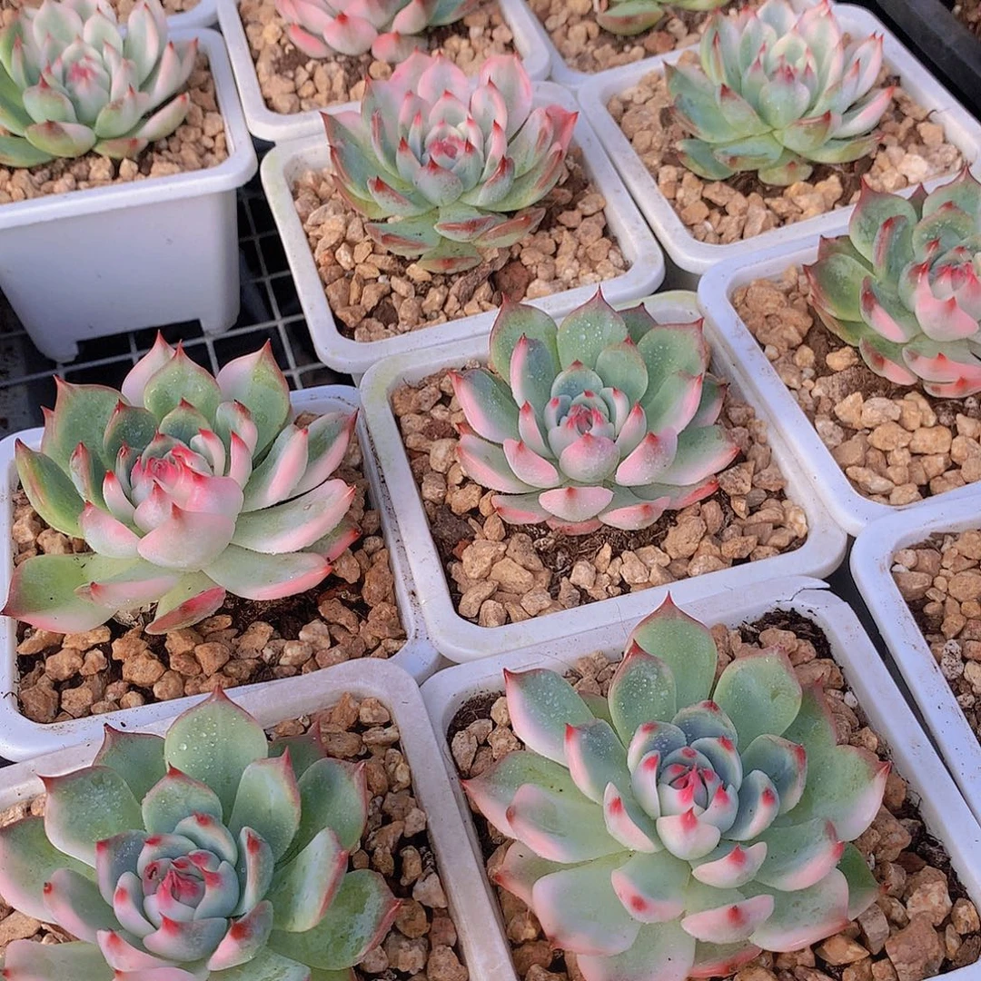 吉娃娃锦346778899000000