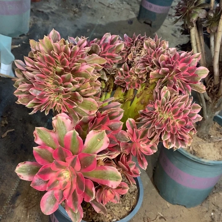 粉女巫缀多肉植物43