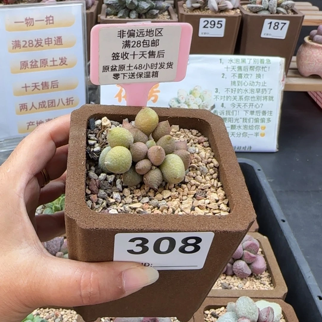 308小辣椒多肉植物