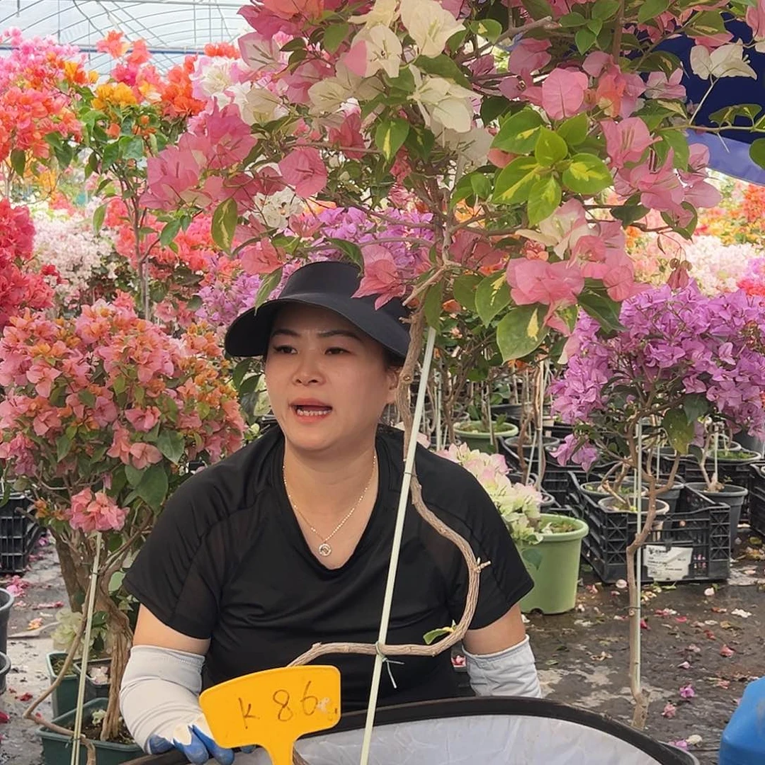 我***茶大部分花苞少量开放K86金心橙白