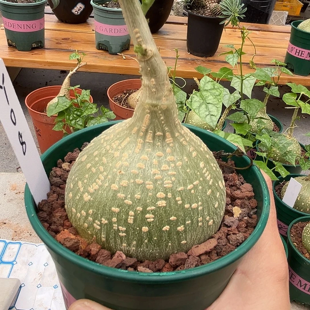 潮流植物精品睡不袋，Y08