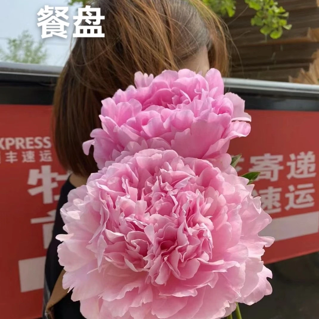 荷兰进口芍药～餐盘 巨型花朵 花瓣层次丰富不凌乱