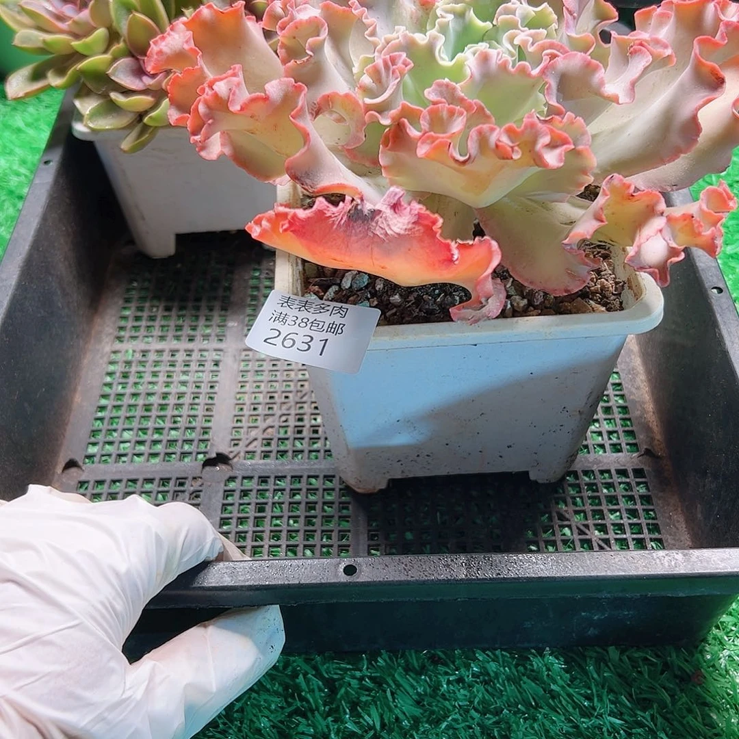 多肉一物一拍植物2631